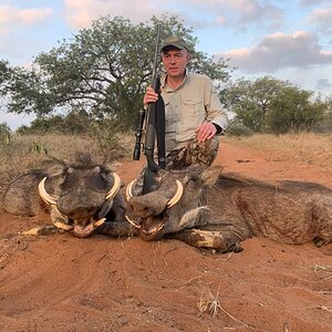 Warthog Hunting South Africa