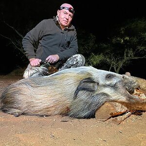 Bushpig Hunting South Africa