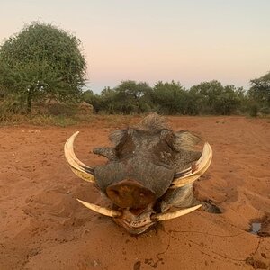 Warthog Hunting South Africa