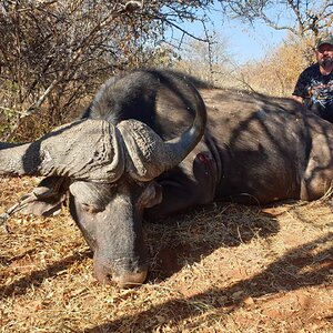 Buffalo Hunting South Africa