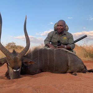 Nyala Hunting South Africa