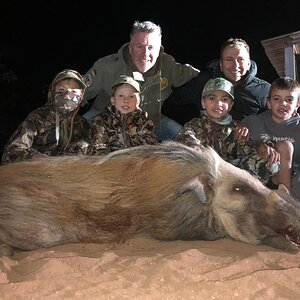 Bushpig Hunting South Africa