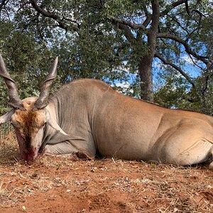 Eland Hunting South Africa