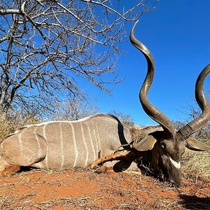 Kudu Hunting South Africa