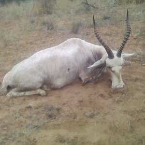 White Blesbok Hunting South Africa