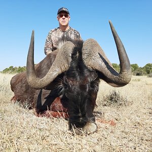 Black Wildebeest Hunt South Africa