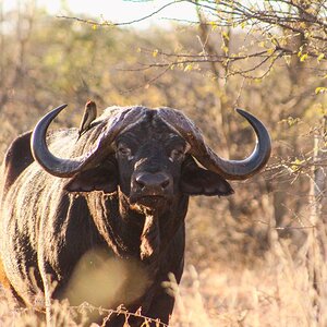 Buffalo South Africa