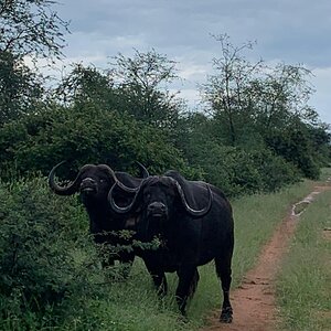 Buffalo South Africa