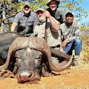 Buffalo Hunting South Africa