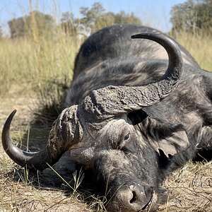 Buffalo hunted in Namibia with Zana Botes Safari