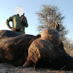 Buffalo Hunt Botswana