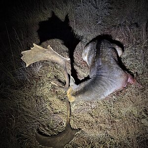 Fallow Deer Hunt South Africa