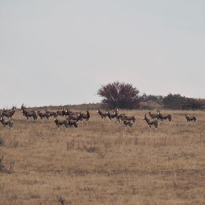 Blesbok Herd South Africa