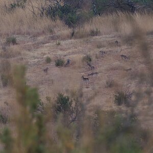 Fallow Deer South Africa