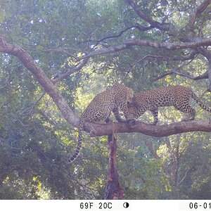 Leopard Trail Camera Zimbabwe