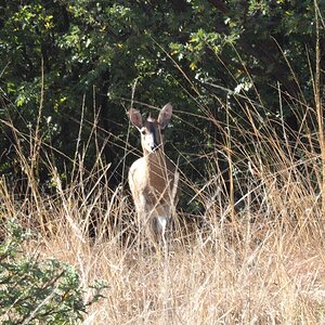 Duiker South Africa