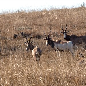 Saddleback Blesbok South Africa