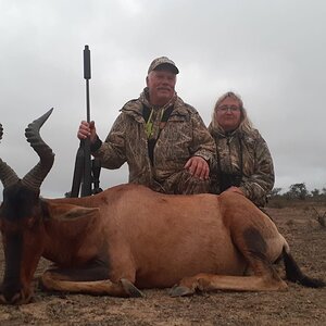 Red Hartebeest South Africa Hunt