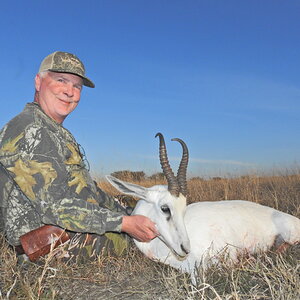 White Springbuck