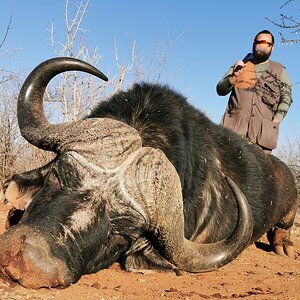 Buffalo Hunt South Africa