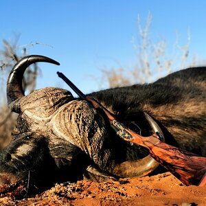 Buffalo Hunt South Africa