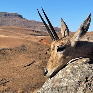 Vaal Rhebuck Hunt South Africa