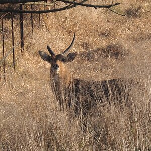 Broken Horn Reedbuck South Africa