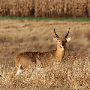 Reedbuck South Africa