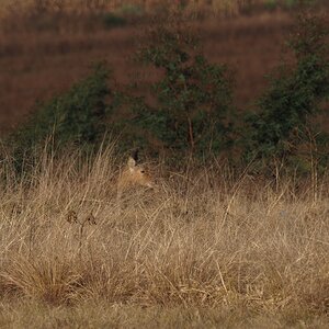 Reedbuck South Africa