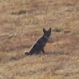 Jackal South Africa