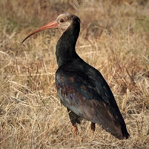 Ibis Bird South Africa