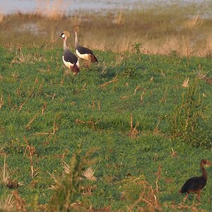 Crowned Crane South Africa