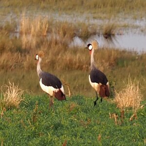 Crowned Crane South Africa