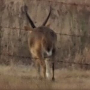 Waterbuck South Africa