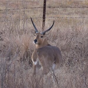 Reedbuck South Africa