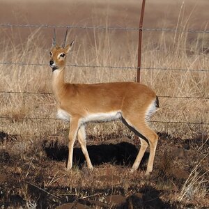 Oribi South Africa