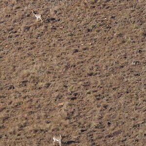 Mountain Reedbuck South Africa