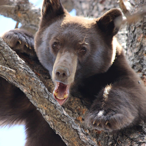 Bear Mexico