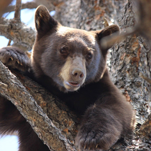 Bear Mexico