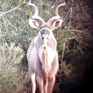 Kudu Eastern Cape South Africa