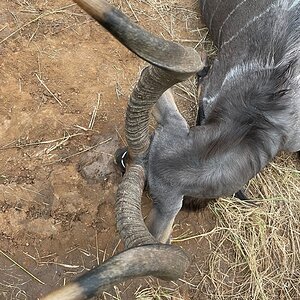 Nyala Hunting South Africa