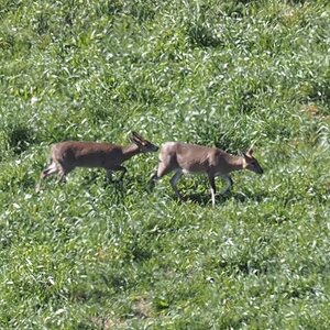 Male & Female Duiker Pair