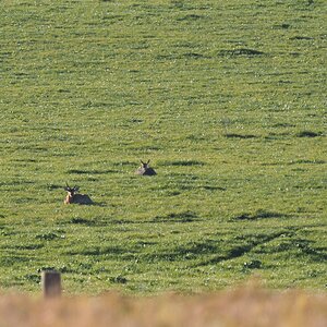 Reedbuck In The Field