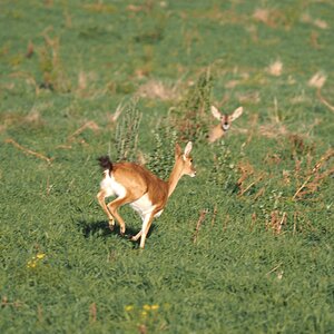 Oribi & Reedbuck In The Field