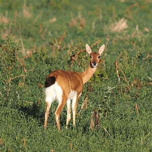 Oribi South Africa