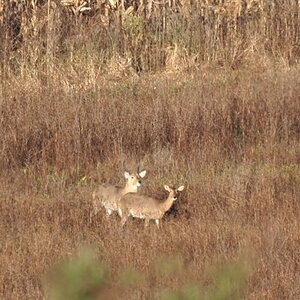 Reedbuck Pair South Africa