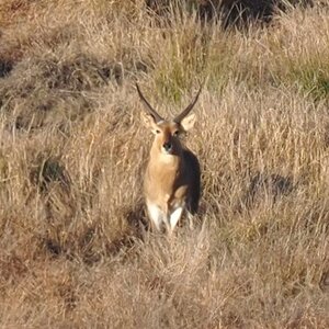 Reedbuck South Africa