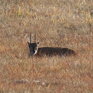 Oribi Ram Hiding South Africa