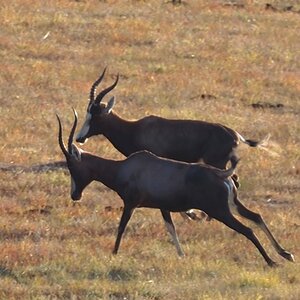 Blesbok Ram South Africa