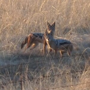 Jackals South Africa